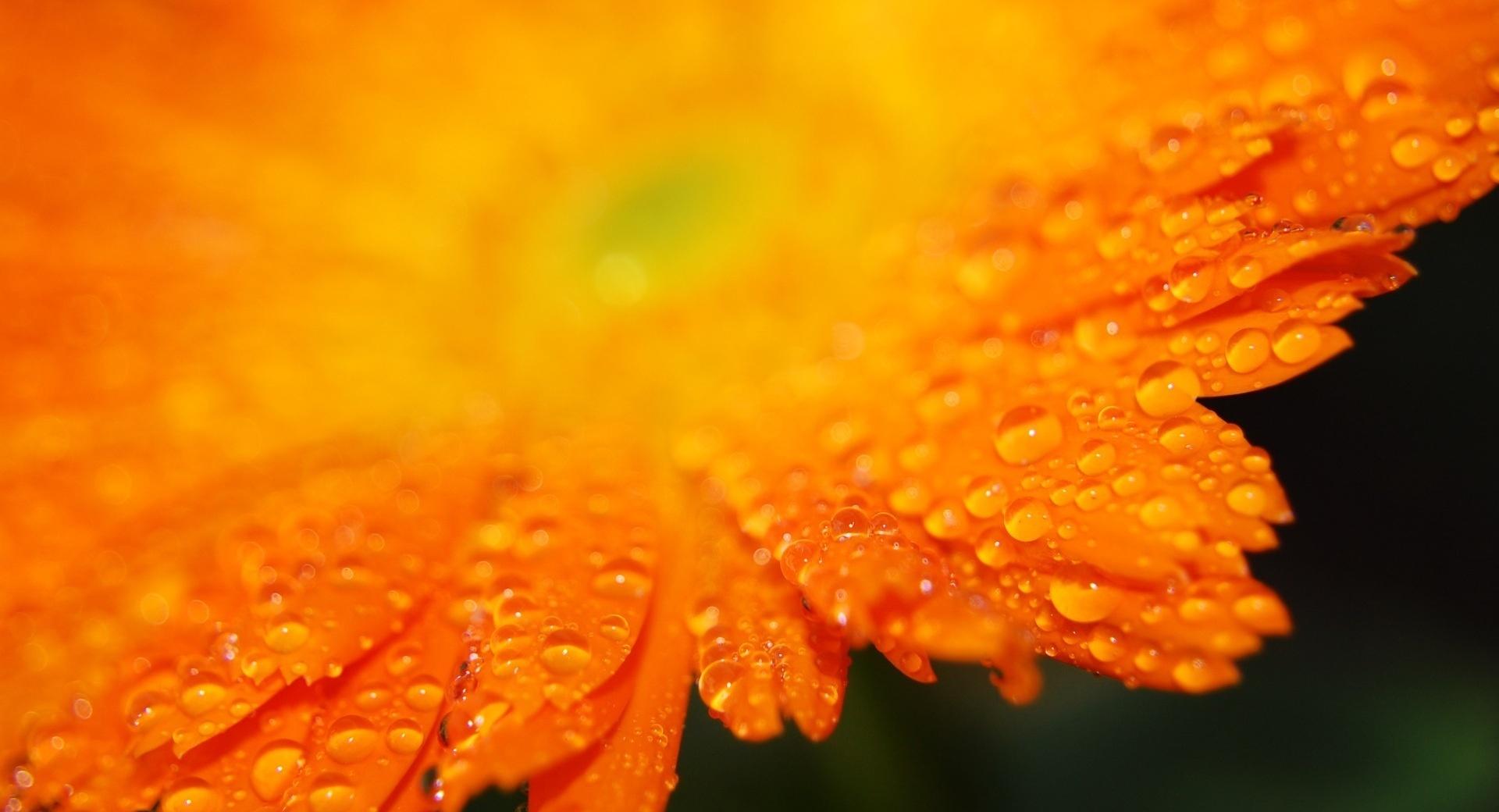 Drops On Orange Petals Macro at 1152 x 864 size wallpapers HD quality