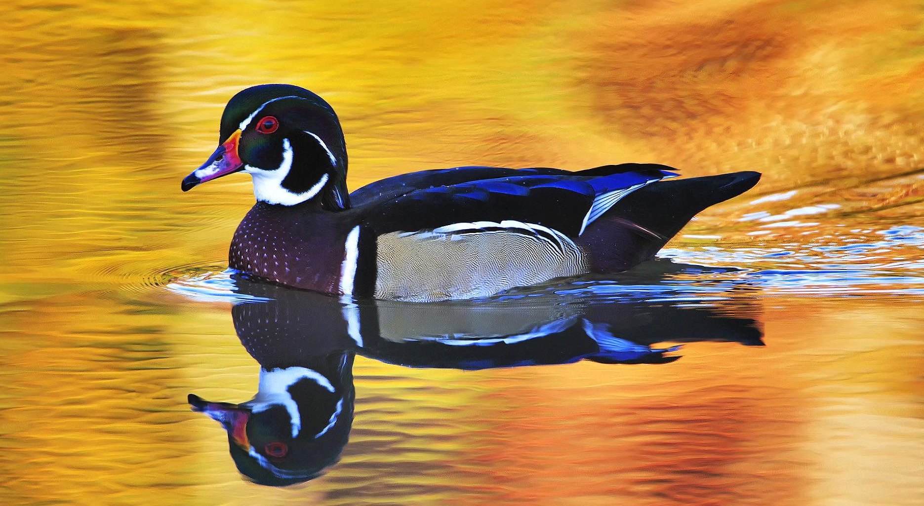 Duck black and blue in water at 640 x 1136 iPhone 5 size wallpapers HD quality