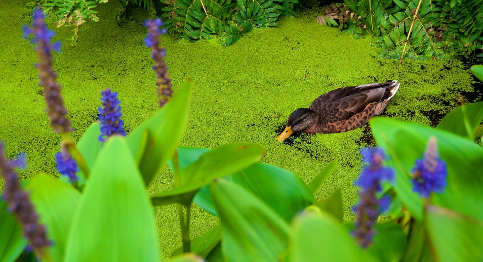 Duck Eating Duckweed at 2048 x 2048 iPad size wallpapers HD quality