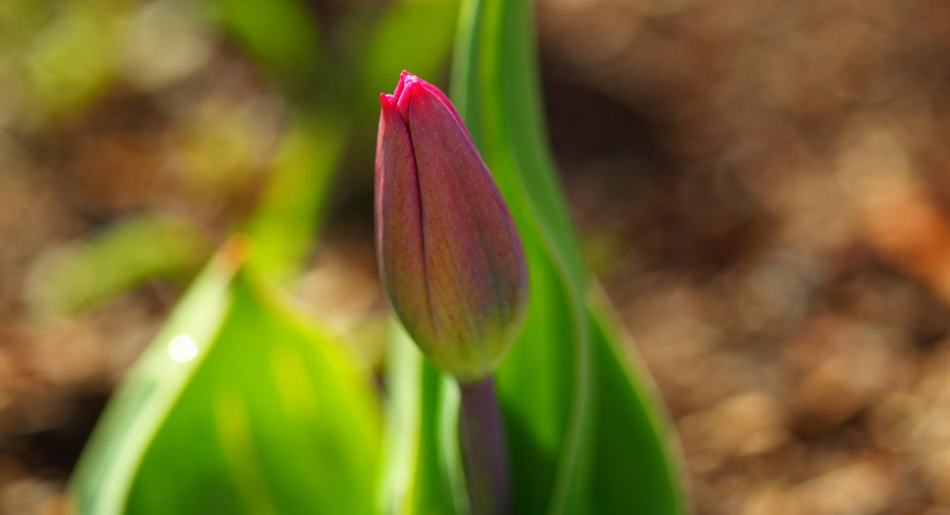 Early Spring Tulip at 640 x 1136 iPhone 5 size wallpapers HD quality