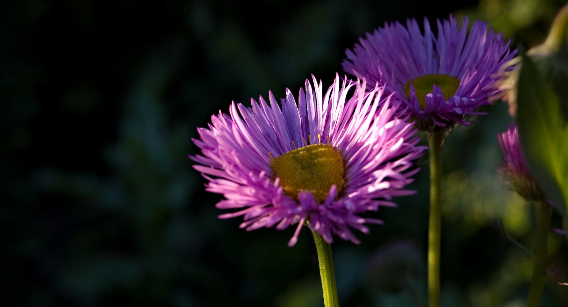 England Flowers wallpapers HD quality