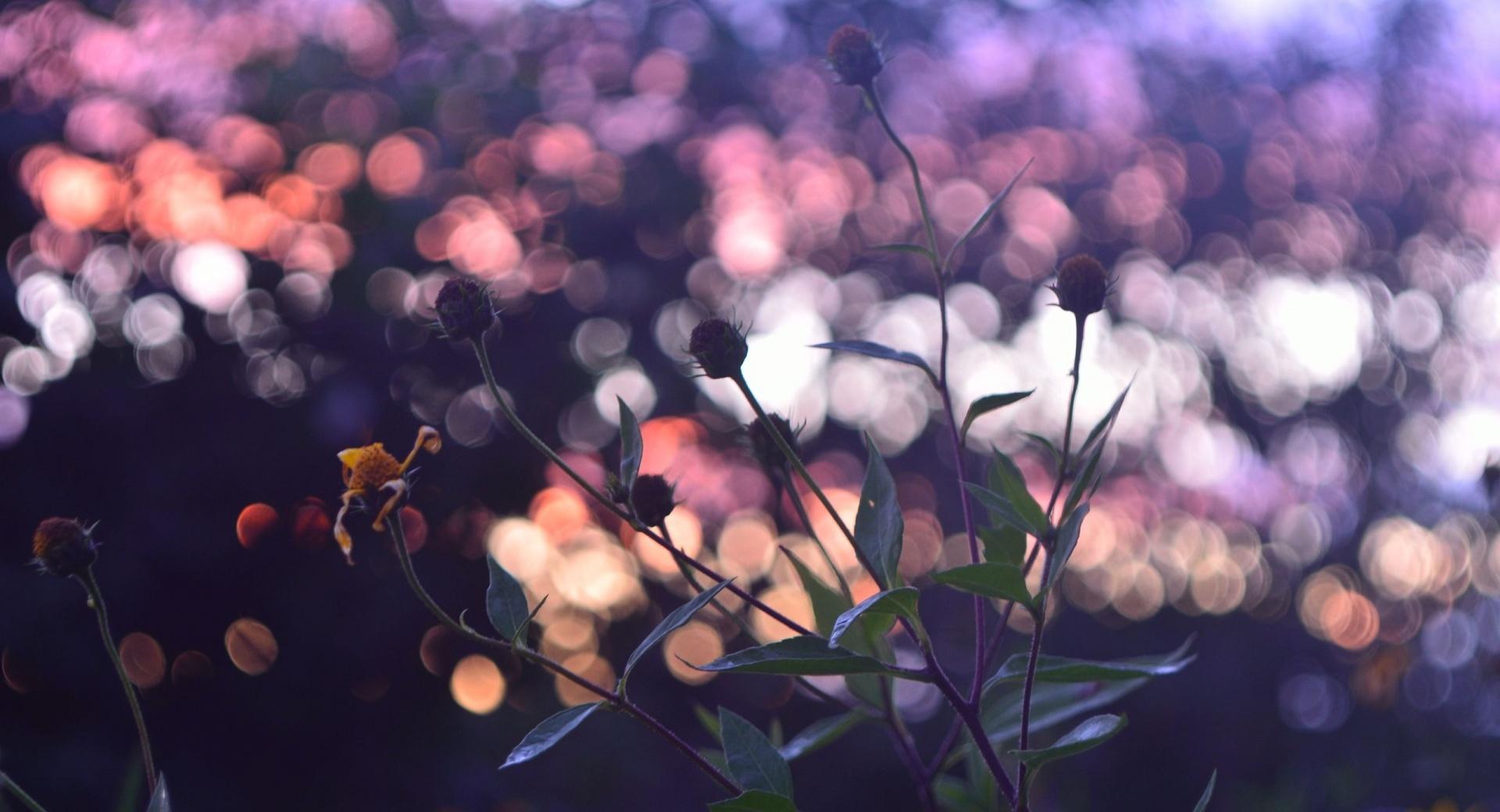 Evening Bokeh And Flowers at 1600 x 1200 size wallpapers HD quality