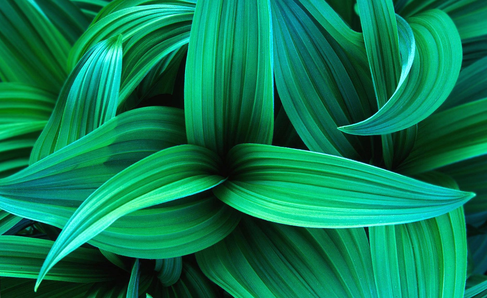 Exotic green leaves at 1280 x 960 size wallpapers HD quality