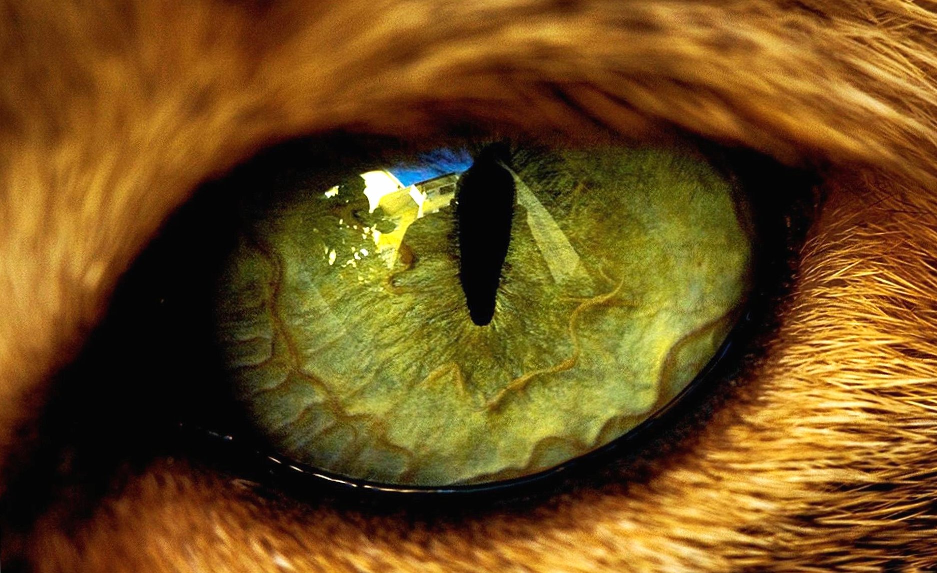 Eye tiger at 1334 x 750 iPhone 7 size wallpapers HD quality