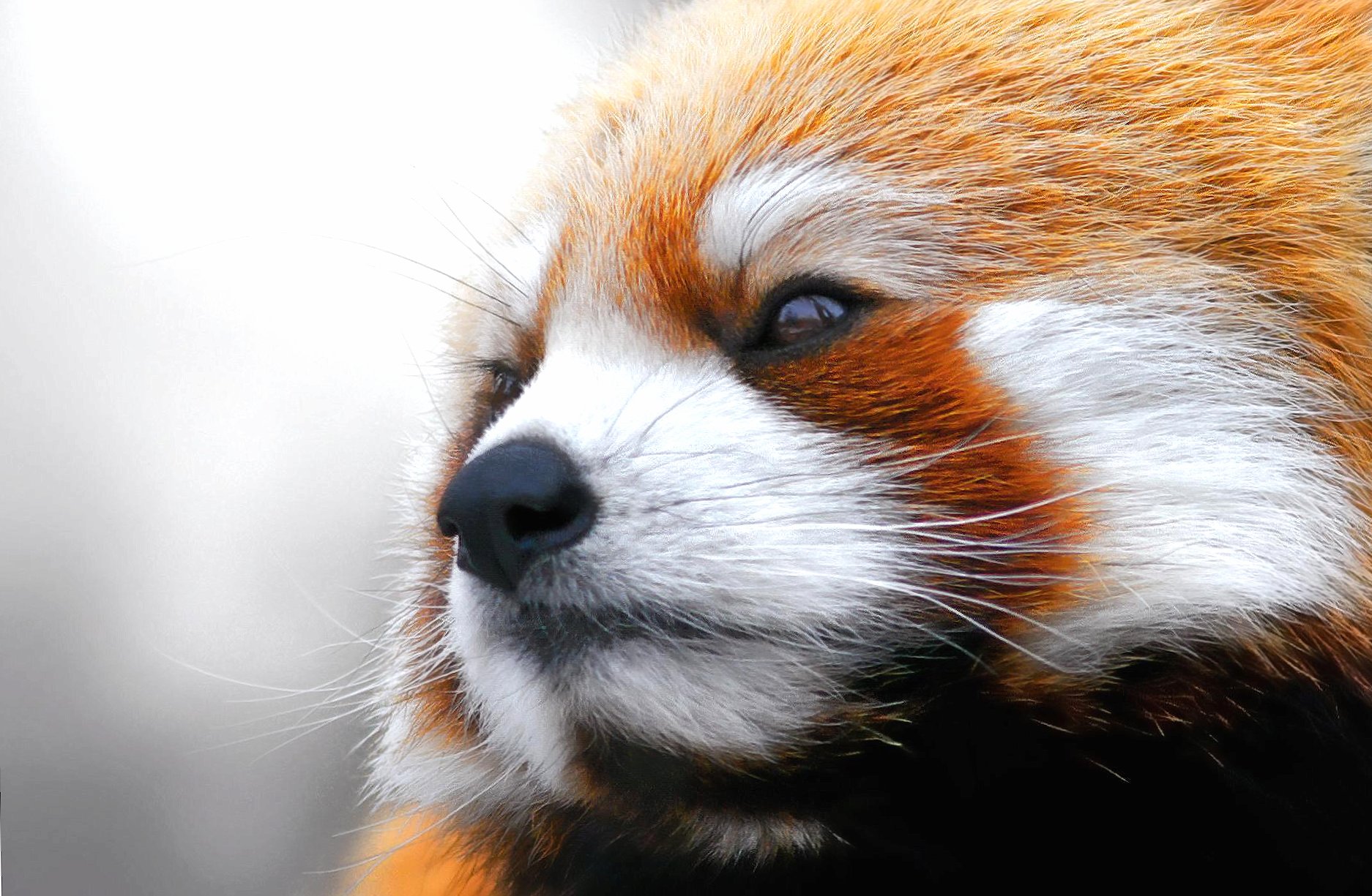 Face red panda at 640 x 1136 iPhone 5 size wallpapers HD quality