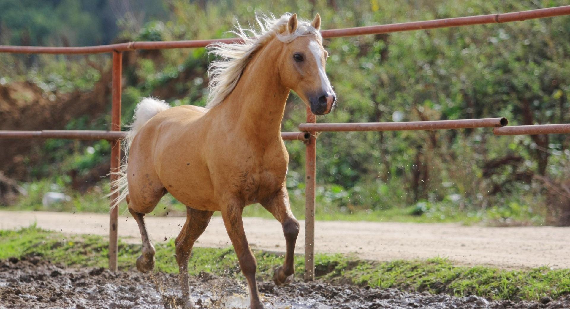 Farm Horse at 1152 x 864 size wallpapers HD quality