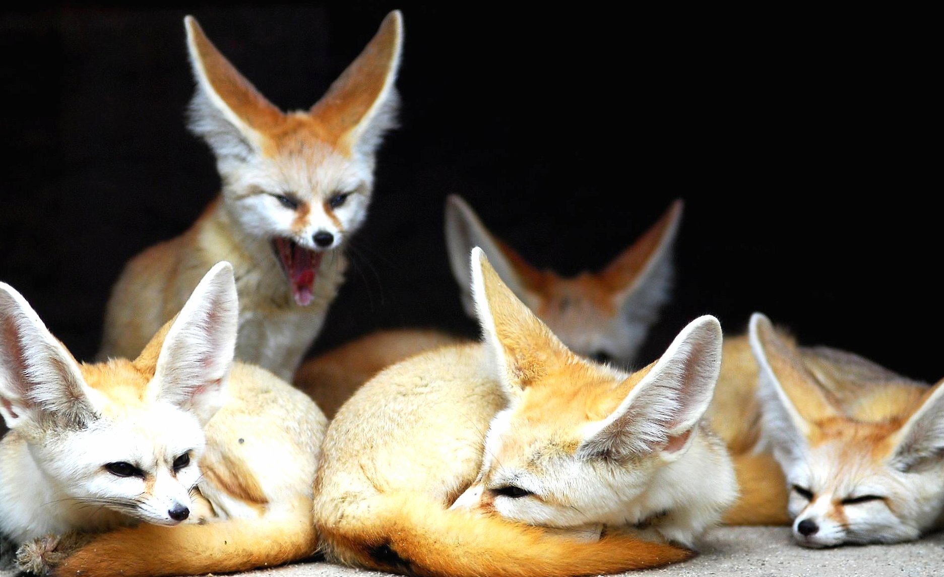 Fennec fox family at 1152 x 864 size wallpapers HD quality