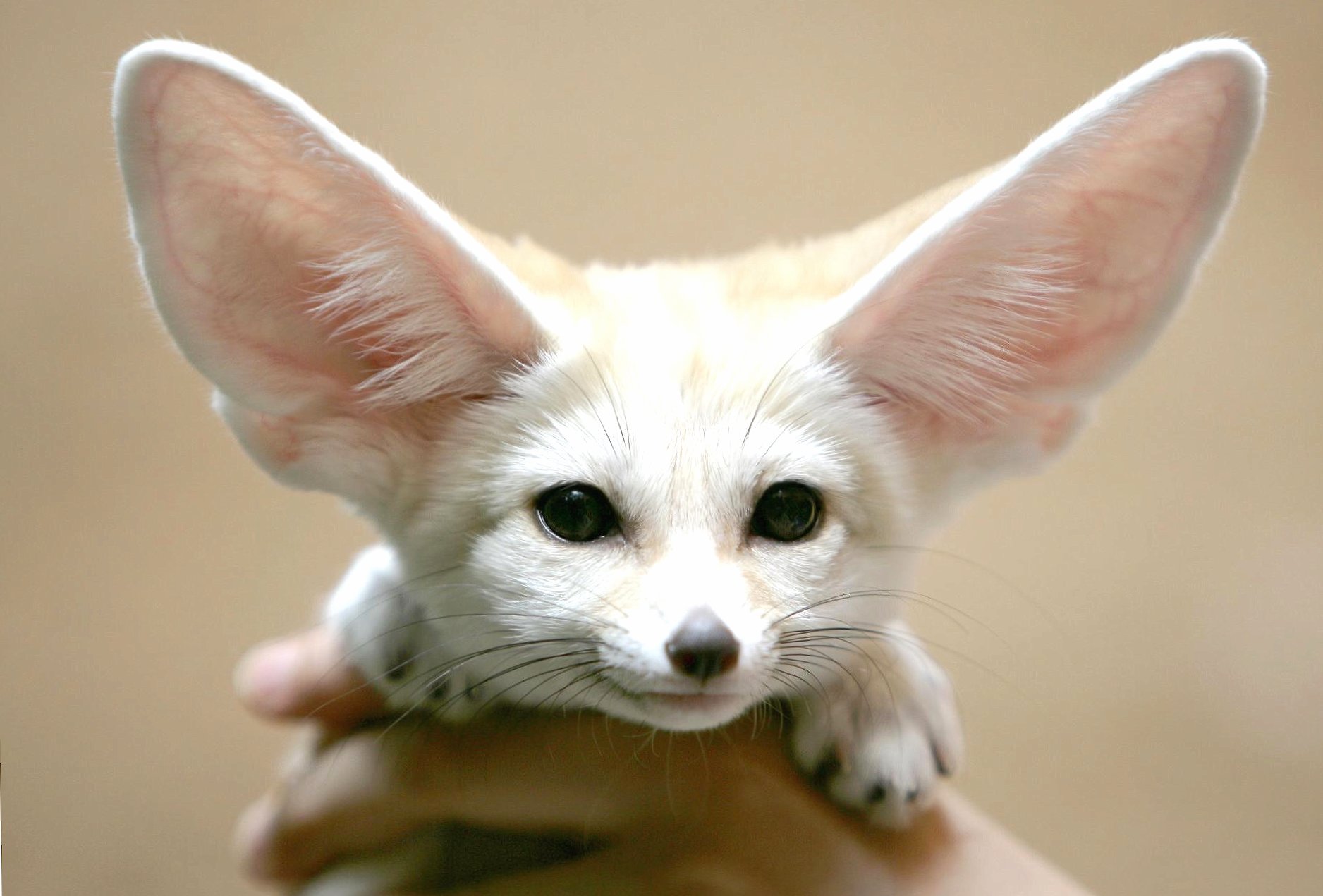 Fennec fox puppy at 1600 x 1200 size wallpapers HD quality