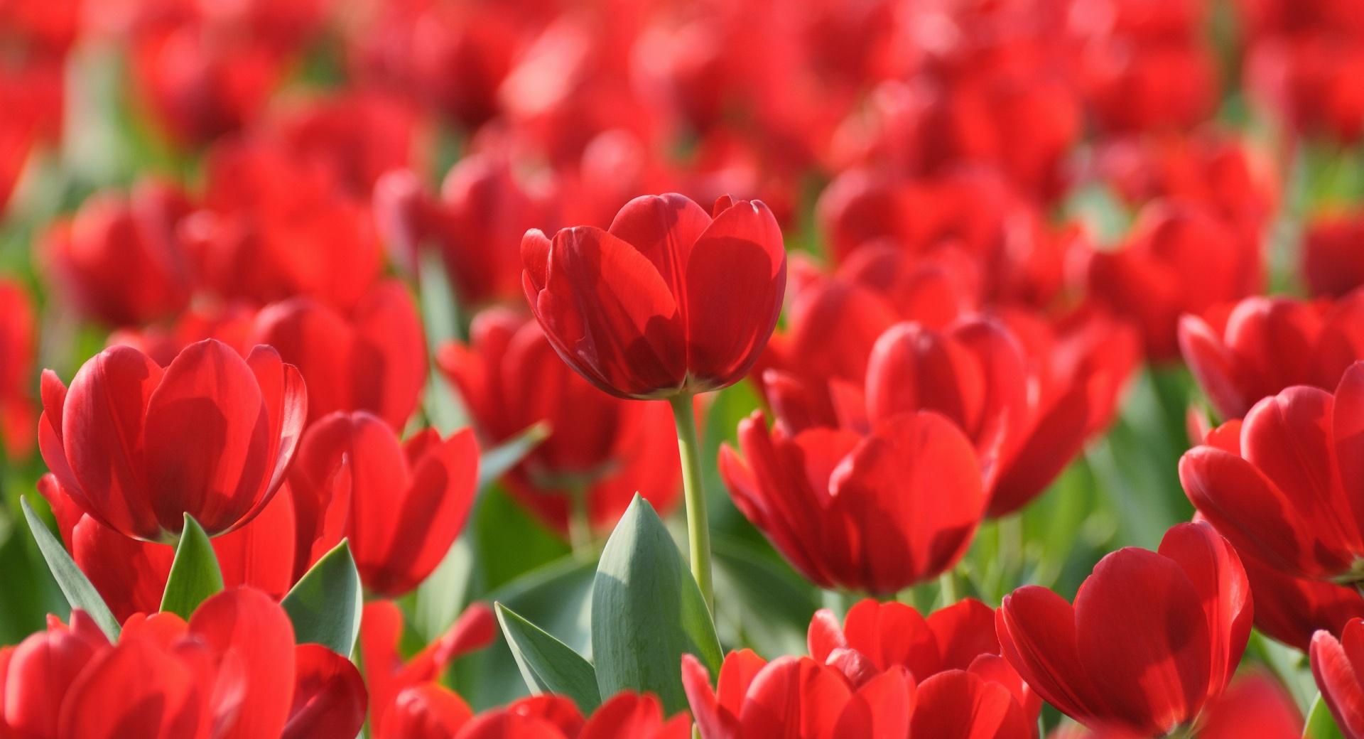 Field Of Red Tulips at 1600 x 1200 size wallpapers HD quality