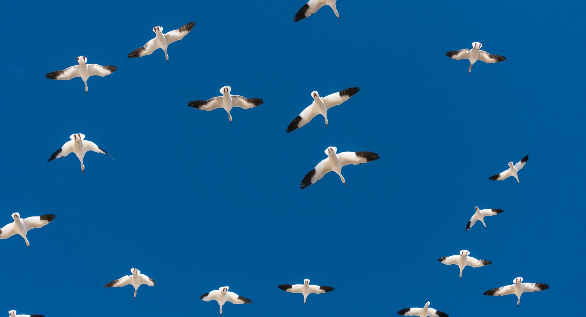Flock of Geese in Flight at 640 x 960 iPhone 4 size wallpapers HD quality