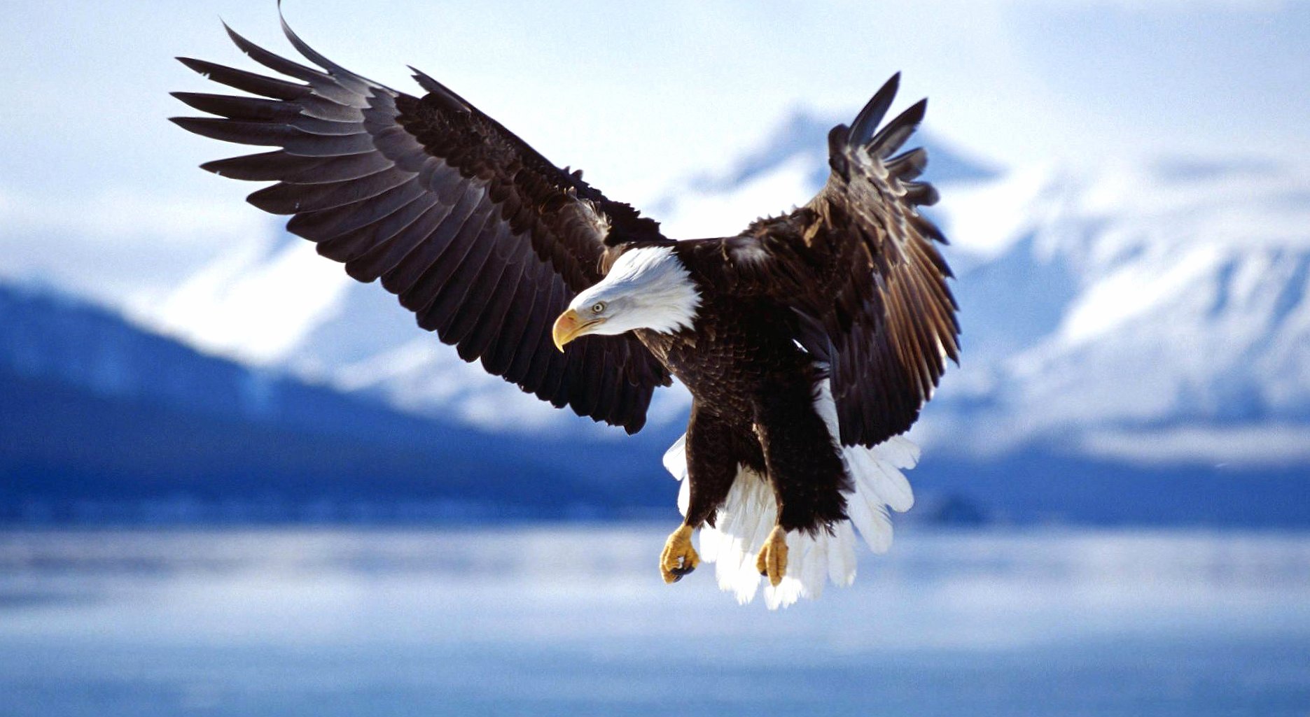 Flying king eagle at 640 x 1136 iPhone 5 size wallpapers HD quality