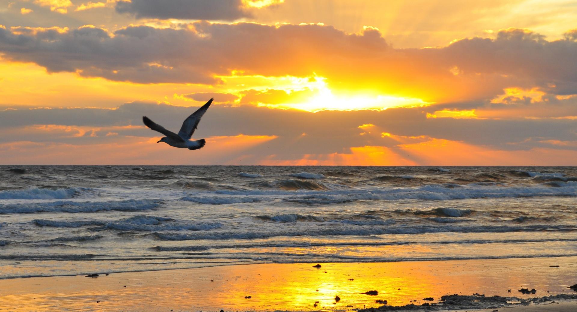 Flying Seagull At Sunrise at 1024 x 1024 iPad size wallpapers HD quality