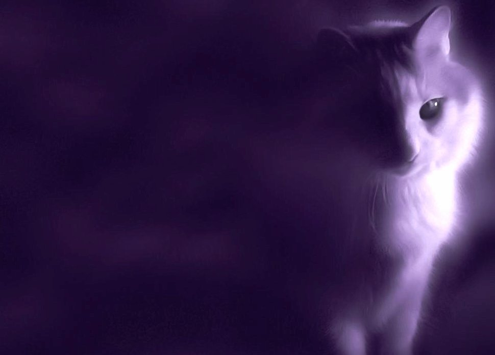 Fog and cat at 1600 x 1200 size wallpapers HD quality
