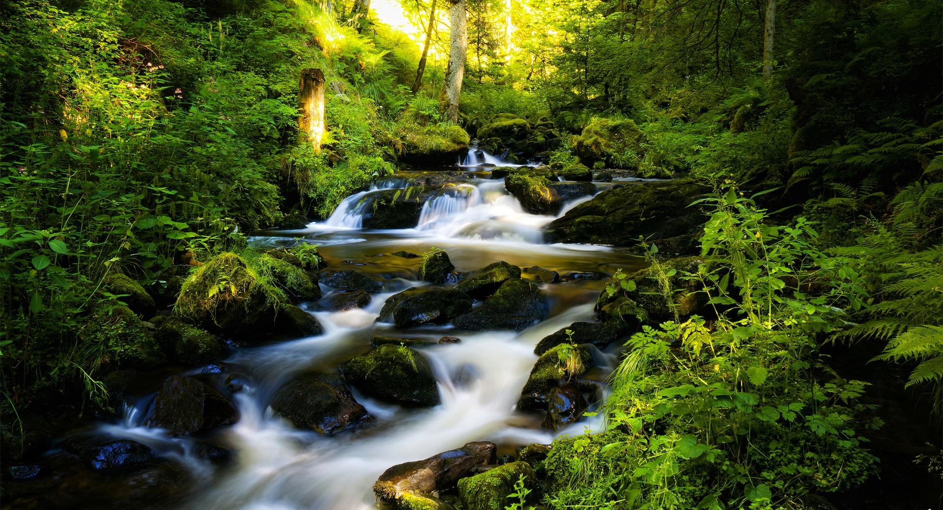 Forest Creek at 640 x 1136 iPhone 5 size wallpapers HD quality