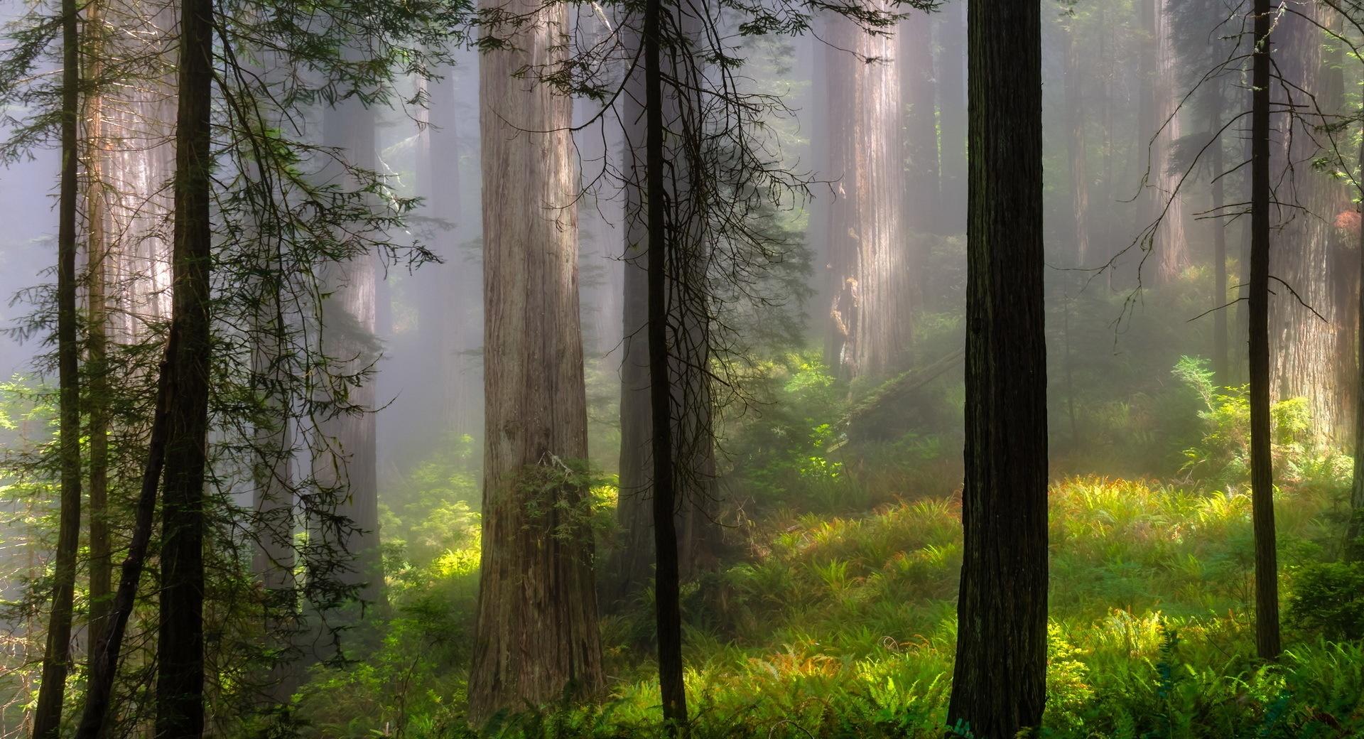 Forest From Fairytale at 1152 x 864 size wallpapers HD quality