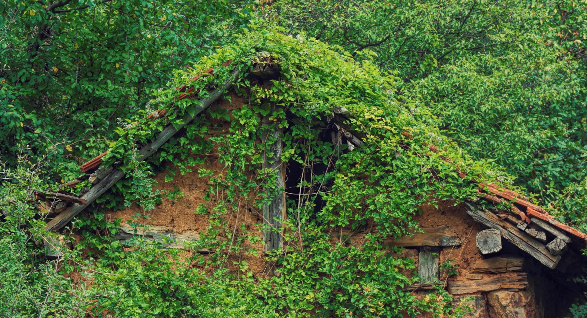 Forest House at 750 x 1334 iPhone 6 size wallpapers HD quality