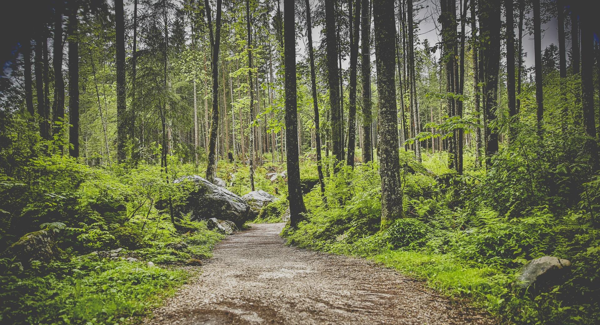 Forest Pathway at 750 x 1334 iPhone 6 size wallpapers HD quality