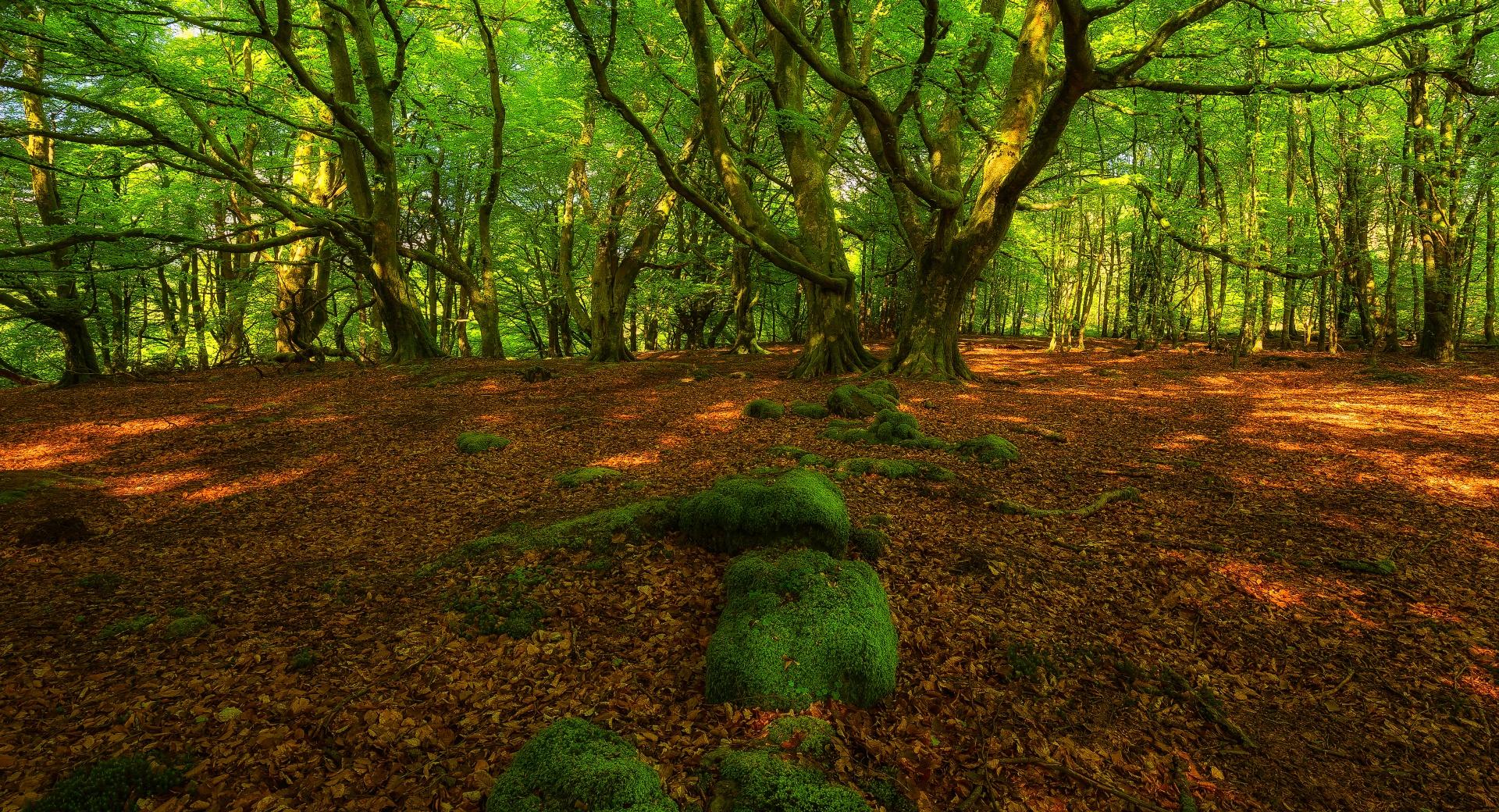 Forest Springtime at 640 x 1136 iPhone 5 size wallpapers HD quality