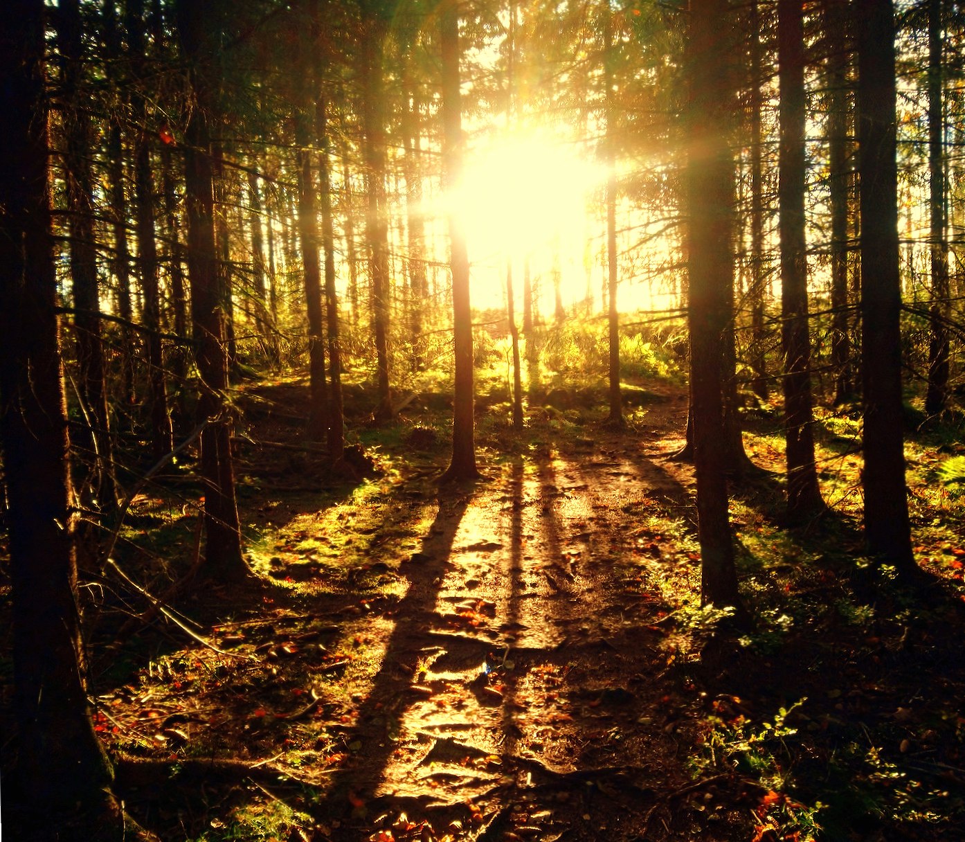 Forest sunset at 640 x 1136 iPhone 5 size wallpapers HD quality