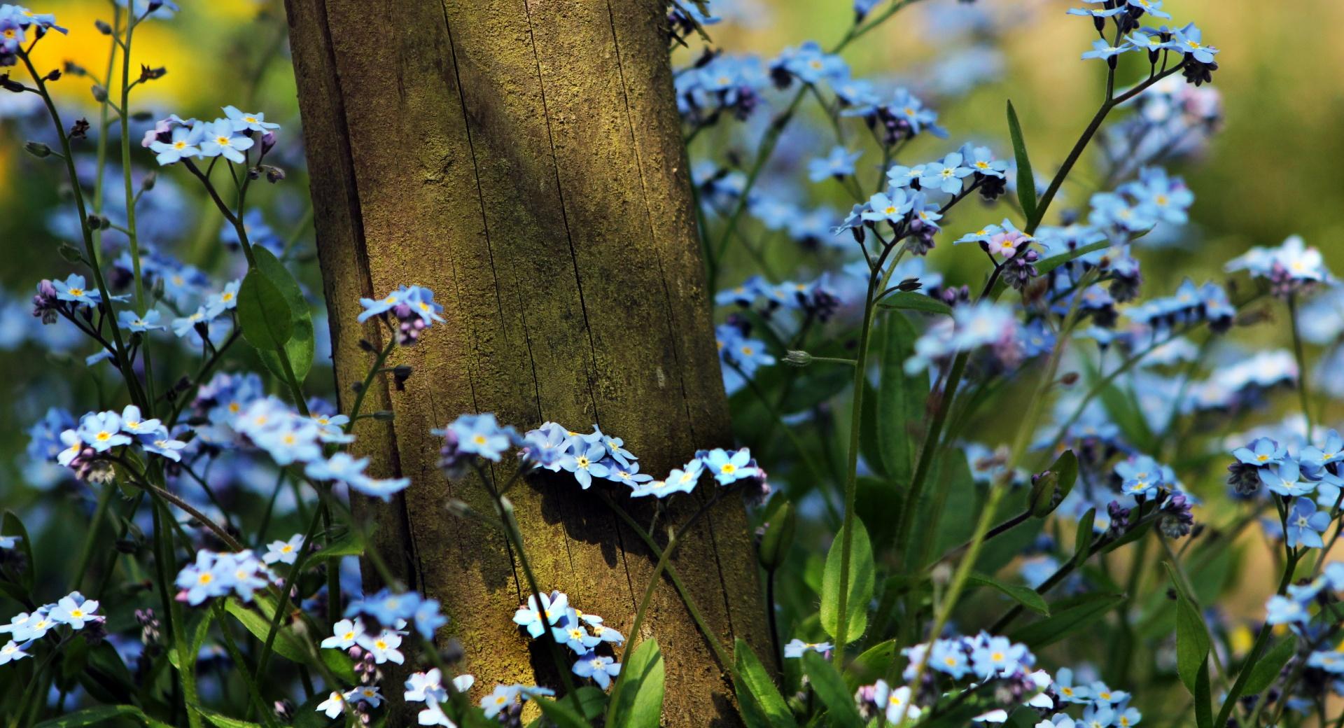 Forget Me Not Flowers Near A Wooden Pole at 1280 x 960 size wallpapers HD quality