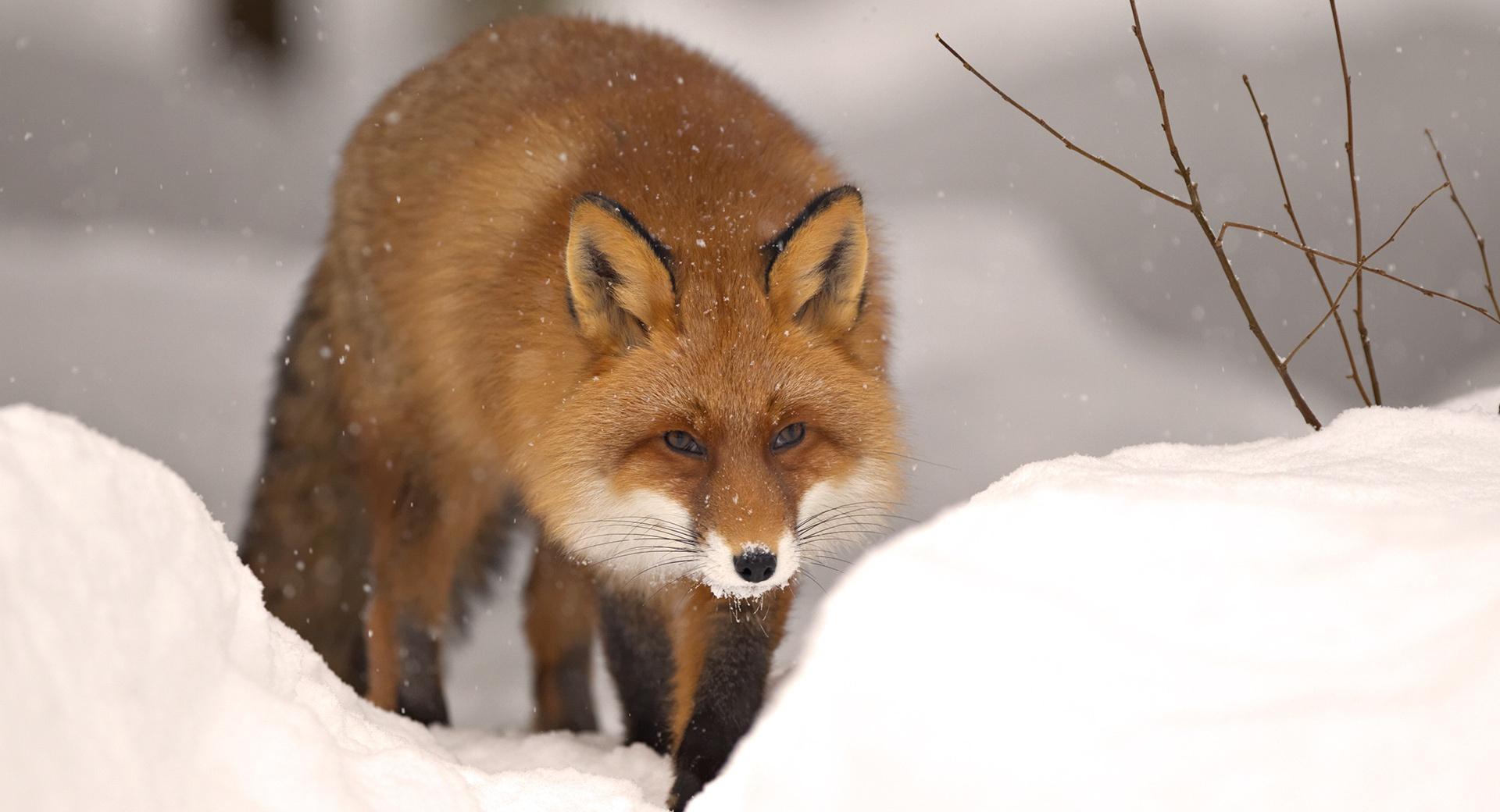 Fox, Winter at 1600 x 1200 size wallpapers HD quality