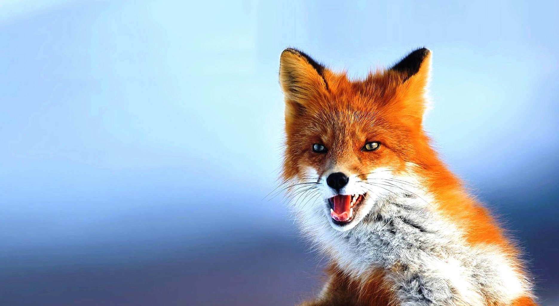 Fox full hd at 1600 x 1200 size wallpapers HD quality