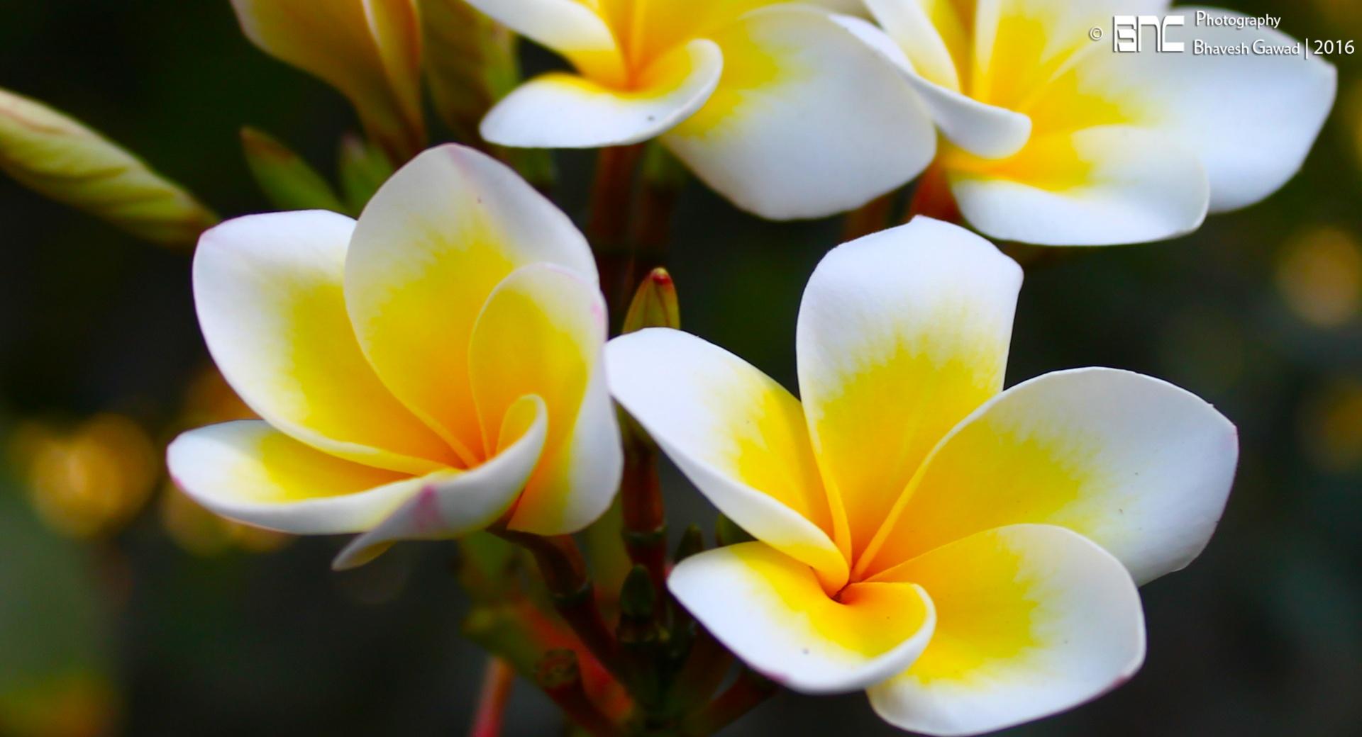 Frangipani Yellow at 1334 x 750 iPhone 7 size wallpapers HD quality
