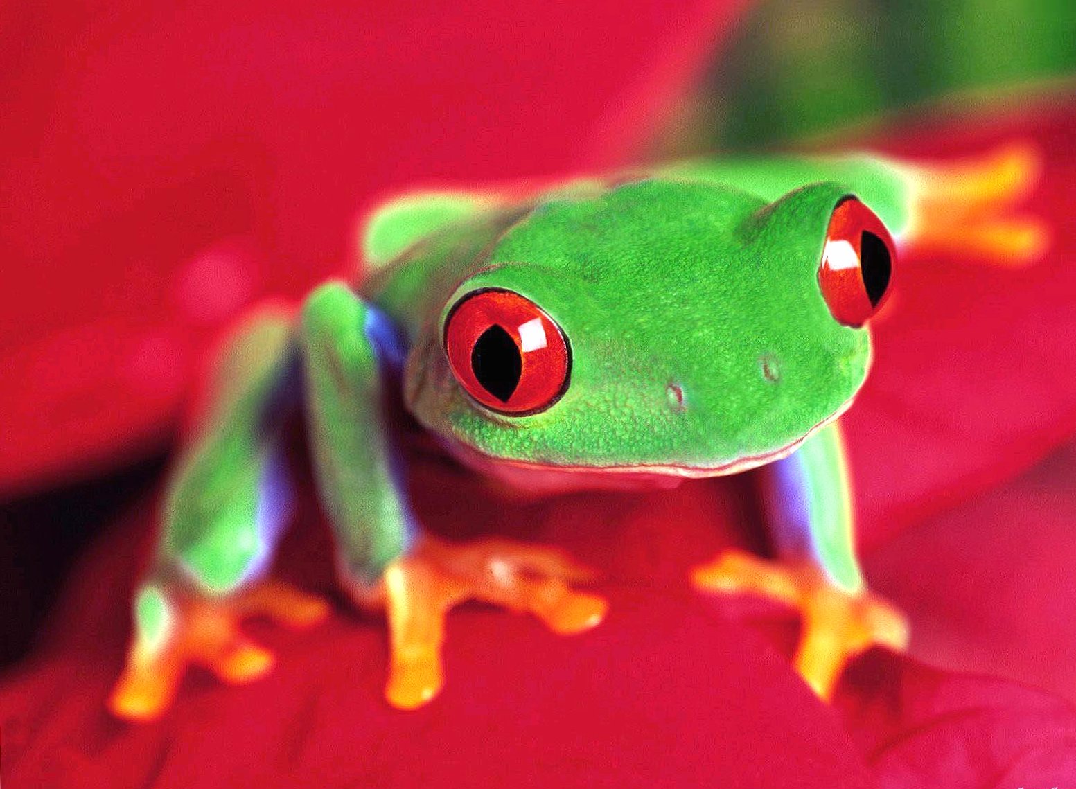 Frog green red eyes at 1334 x 750 iPhone 7 size wallpapers HD quality