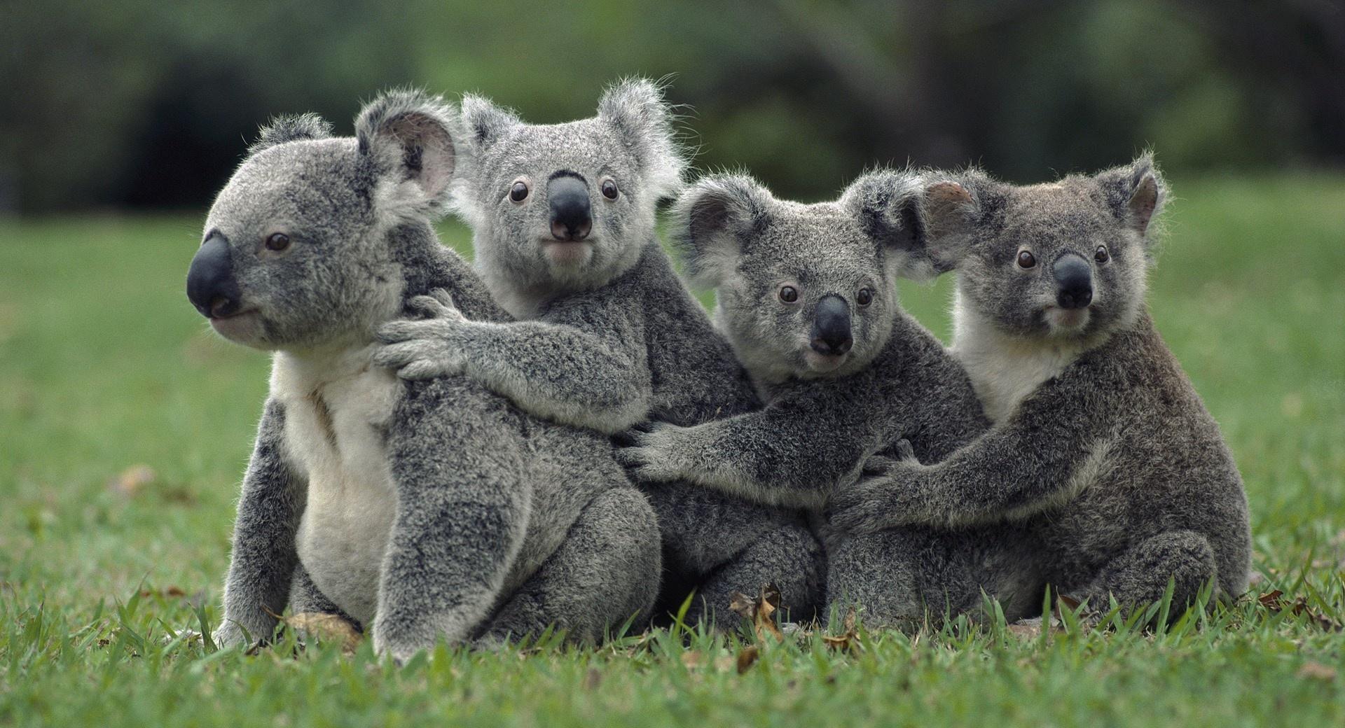 Funny Cute Koalas at 1024 x 1024 iPad size wallpapers HD quality