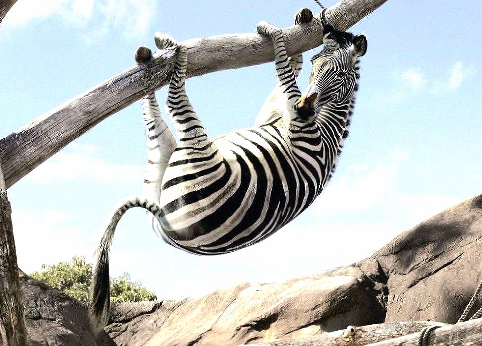 funny fearing zebra at 750 x 1334 iPhone 6 size wallpapers HD quality