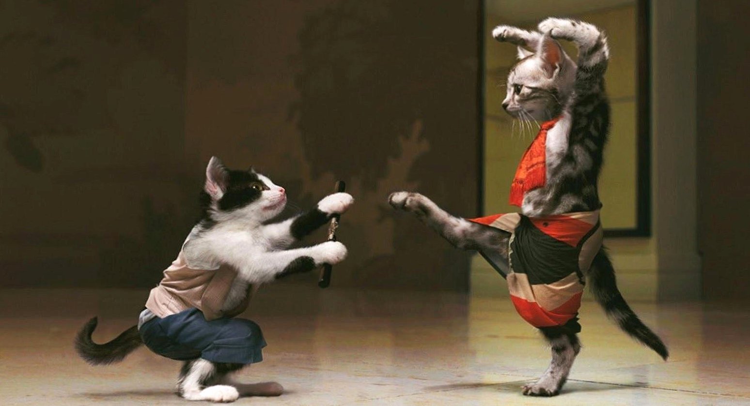 Funny karate cats at 1280 x 960 size wallpapers HD quality