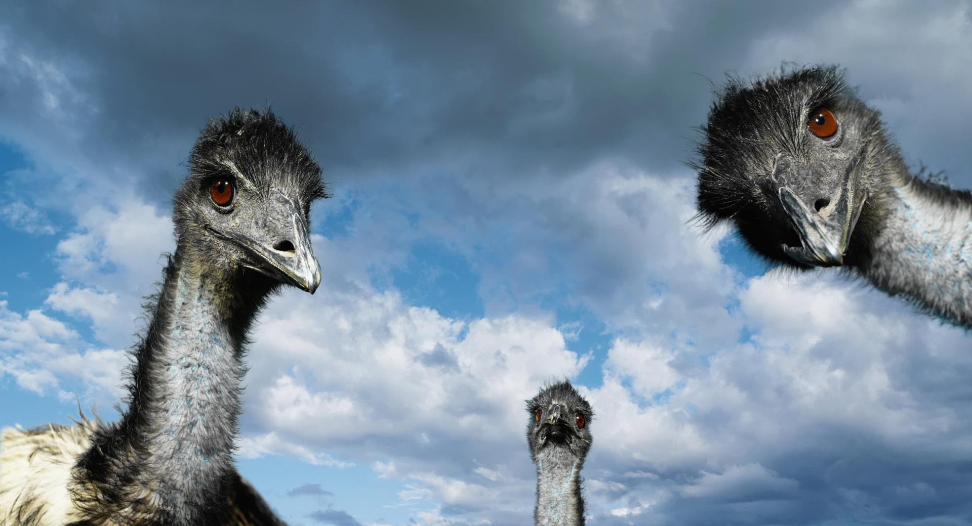Funny Ostriches at 1280 x 960 size wallpapers HD quality