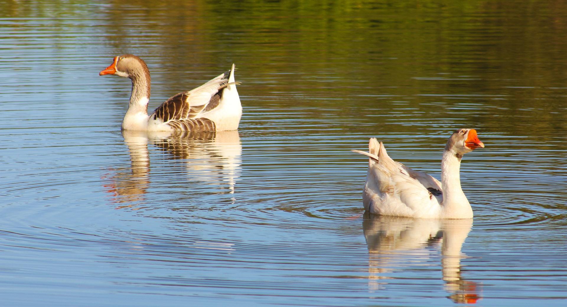 Gansos - Geese at 1024 x 1024 iPad size wallpapers HD quality