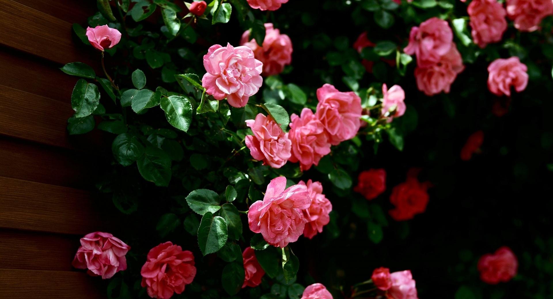 Garden Roses wallpapers HD quality