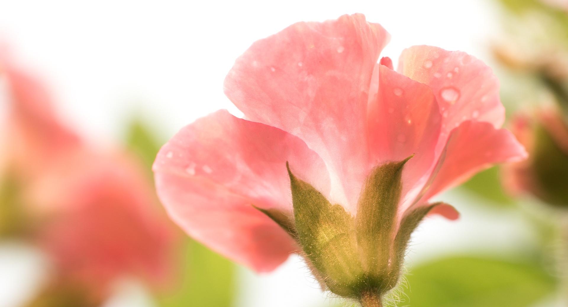 Geranium Flower at 750 x 1334 iPhone 6 size wallpapers HD quality