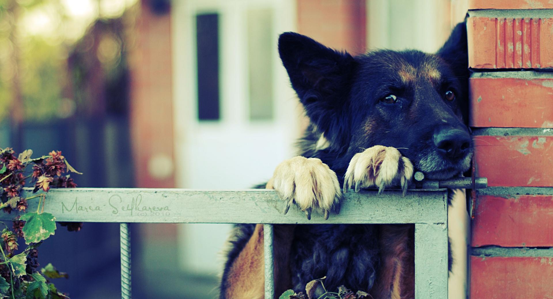 German Shepherd Over The Fence at 1024 x 1024 iPad size wallpapers HD quality