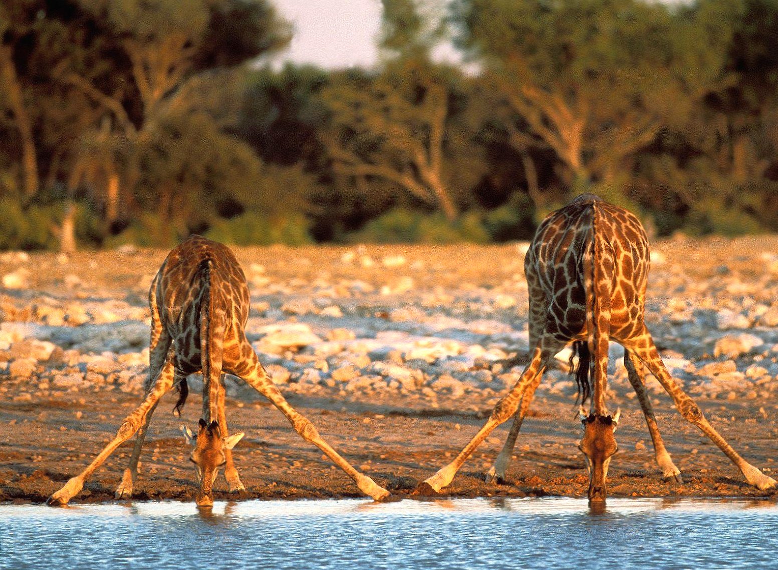 Giraffe drinking at 1152 x 864 size wallpapers HD quality