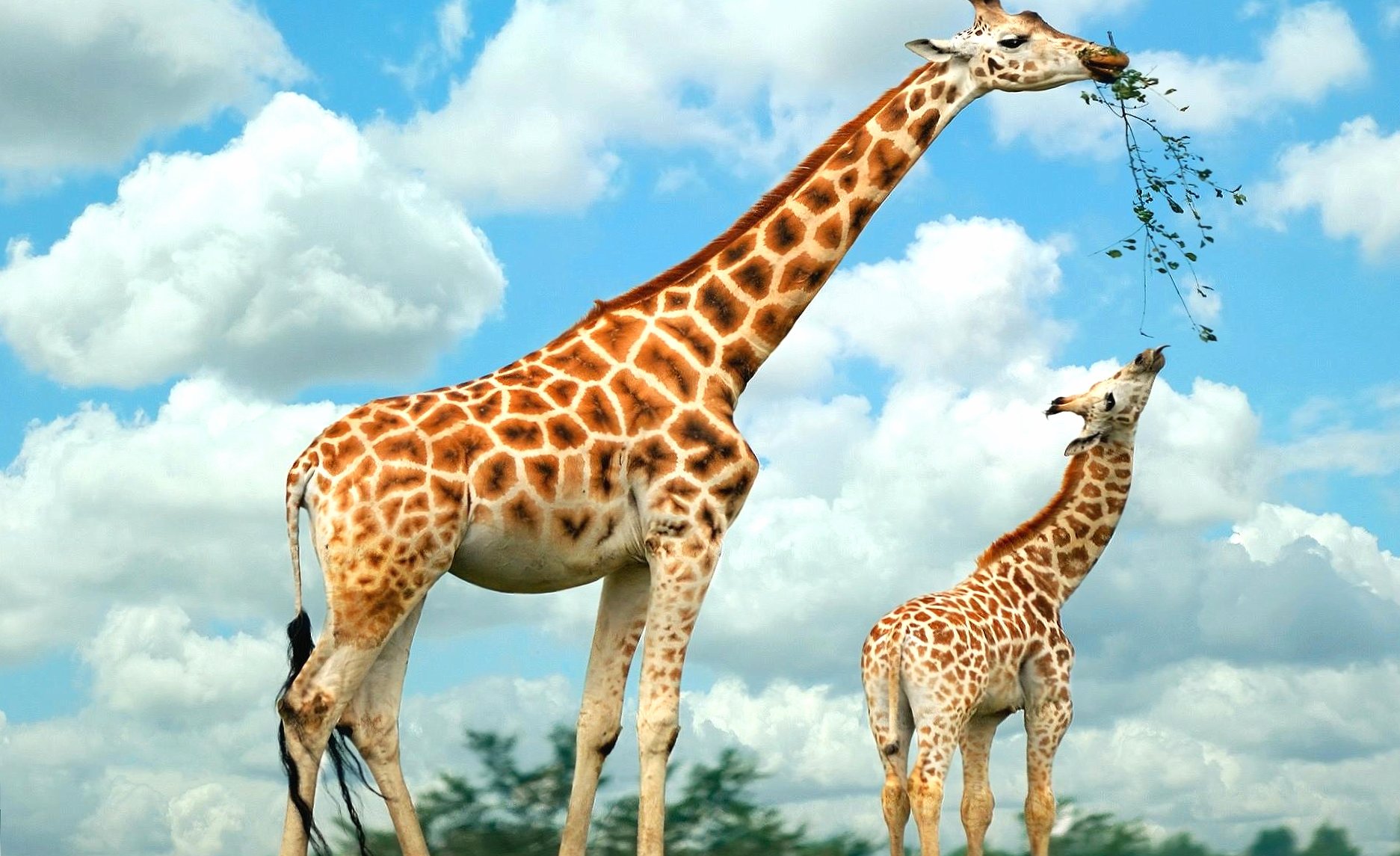 Giraffe mother and son at 320 x 480 iPhone size wallpapers HD quality
