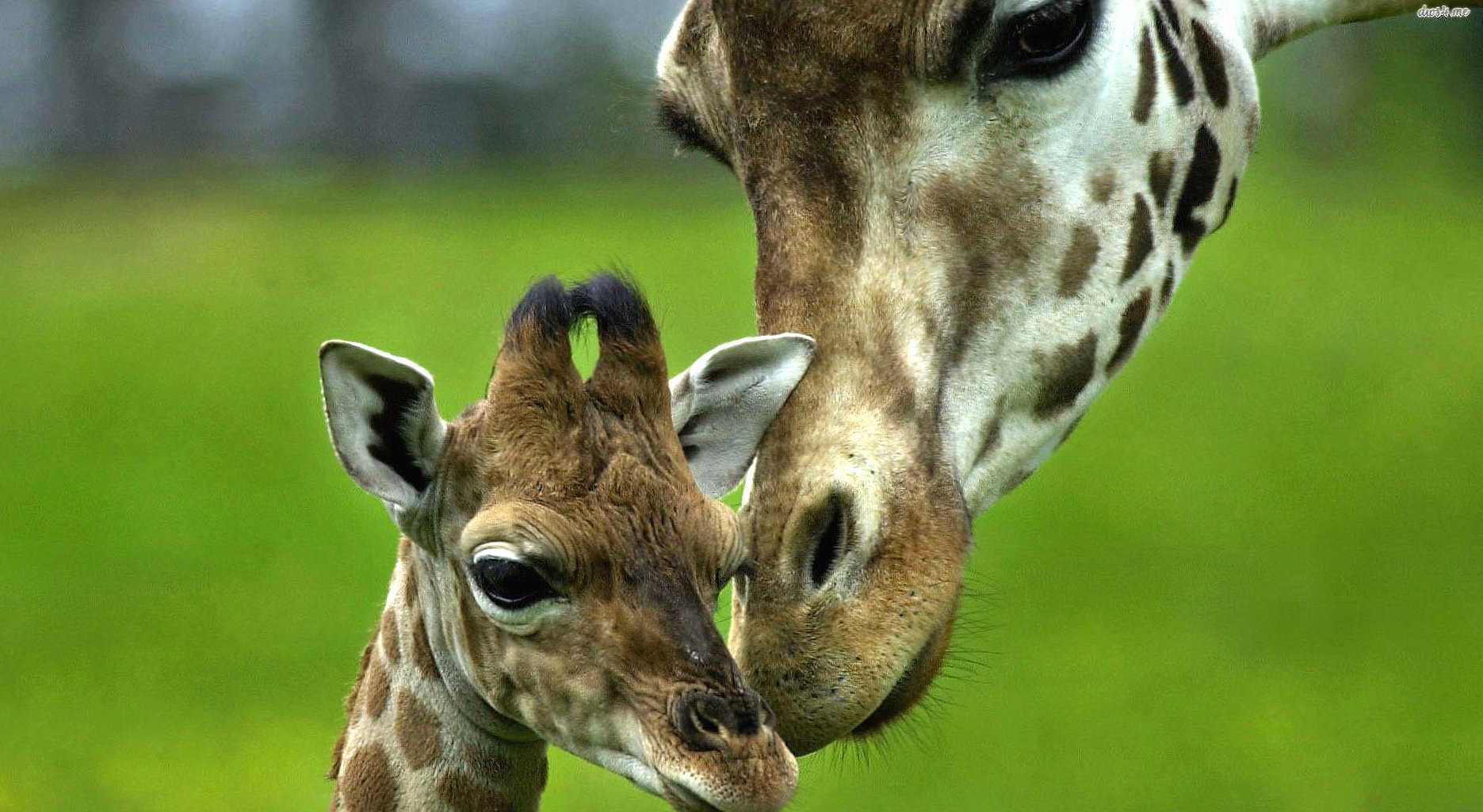 Giraffe puppy at 1334 x 750 iPhone 7 size wallpapers HD quality