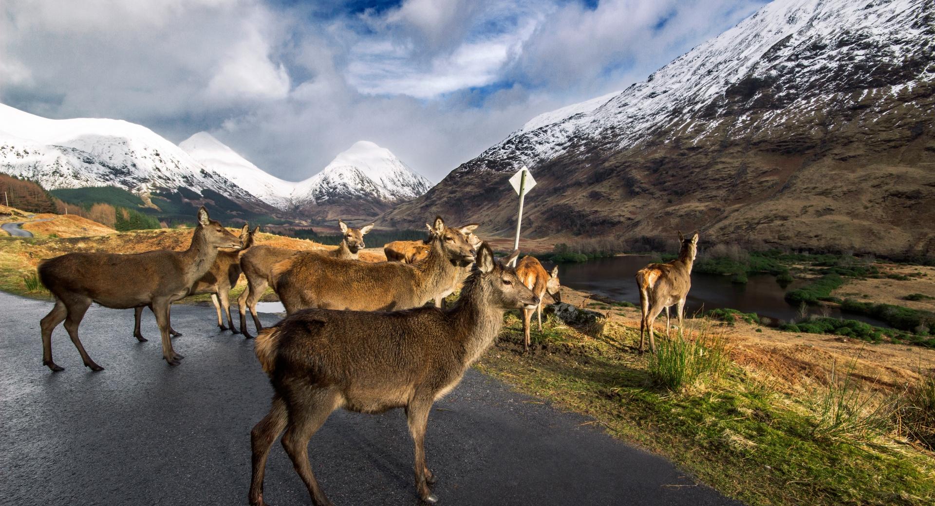 Glen Etive Stags at 1024 x 1024 iPad size wallpapers HD quality