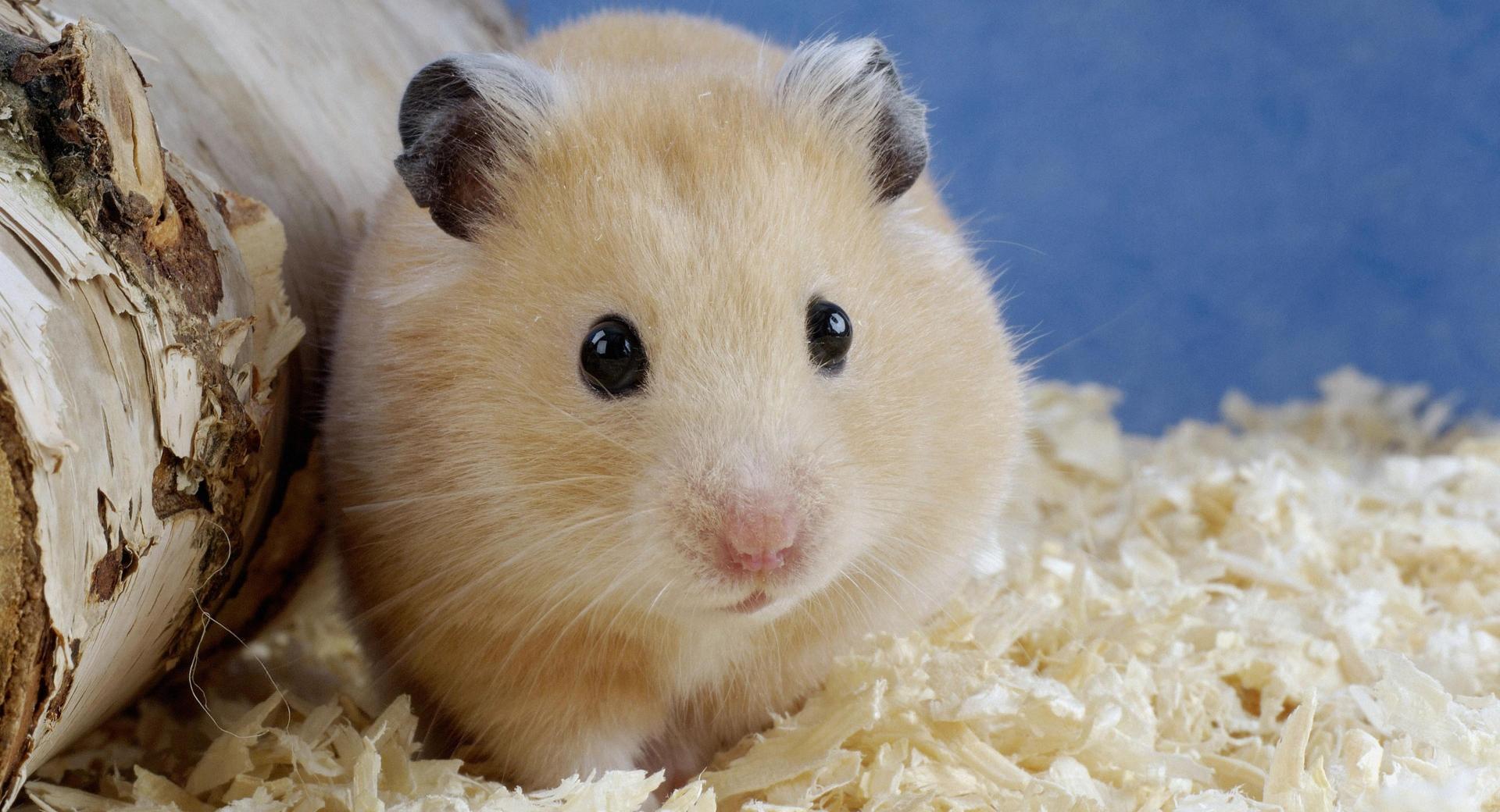 Golden Hamster Mesocricetus Auratus at 640 x 960 iPhone 4 size wallpapers HD quality