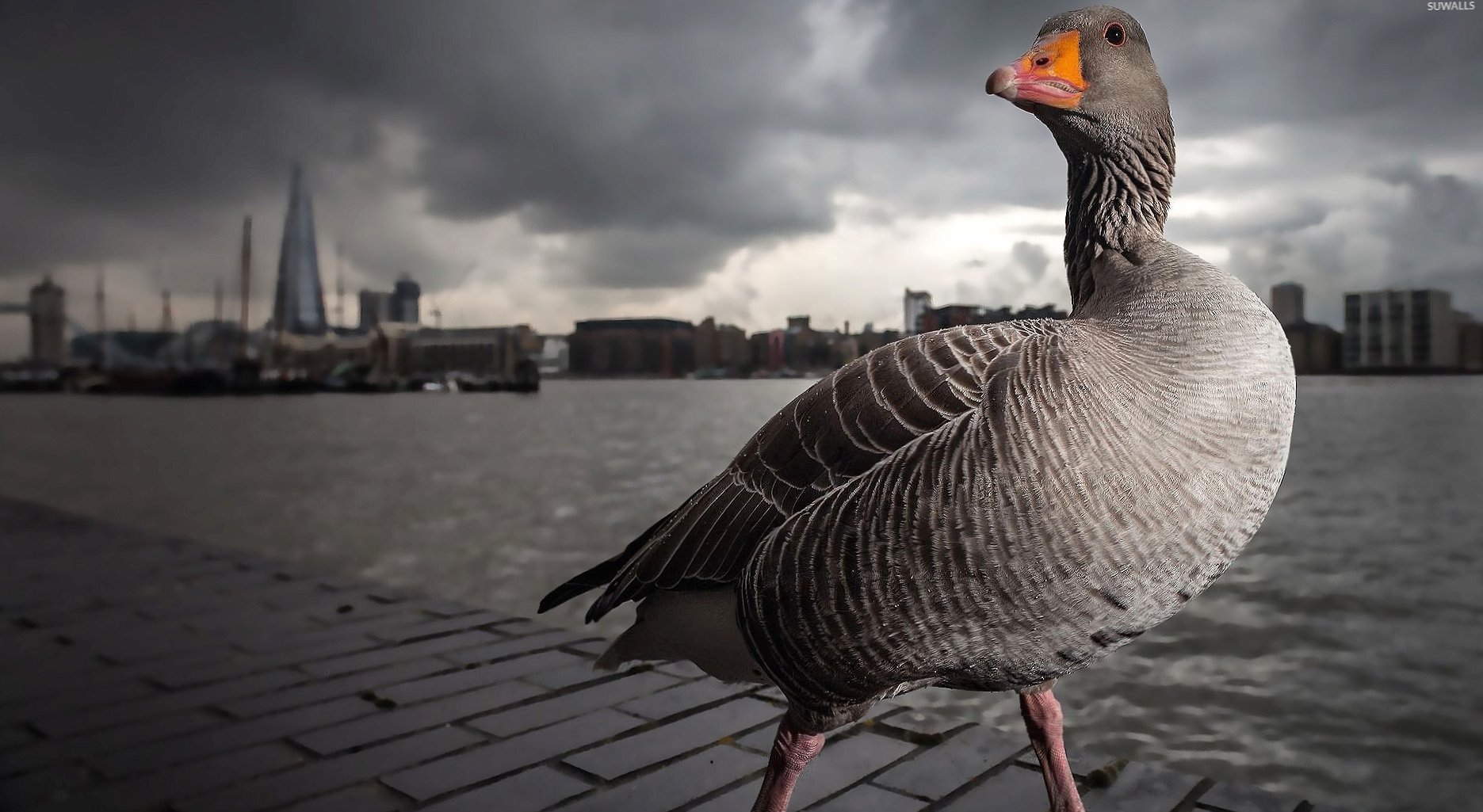 Goose by the city lake at 1600 x 1200 size wallpapers HD quality