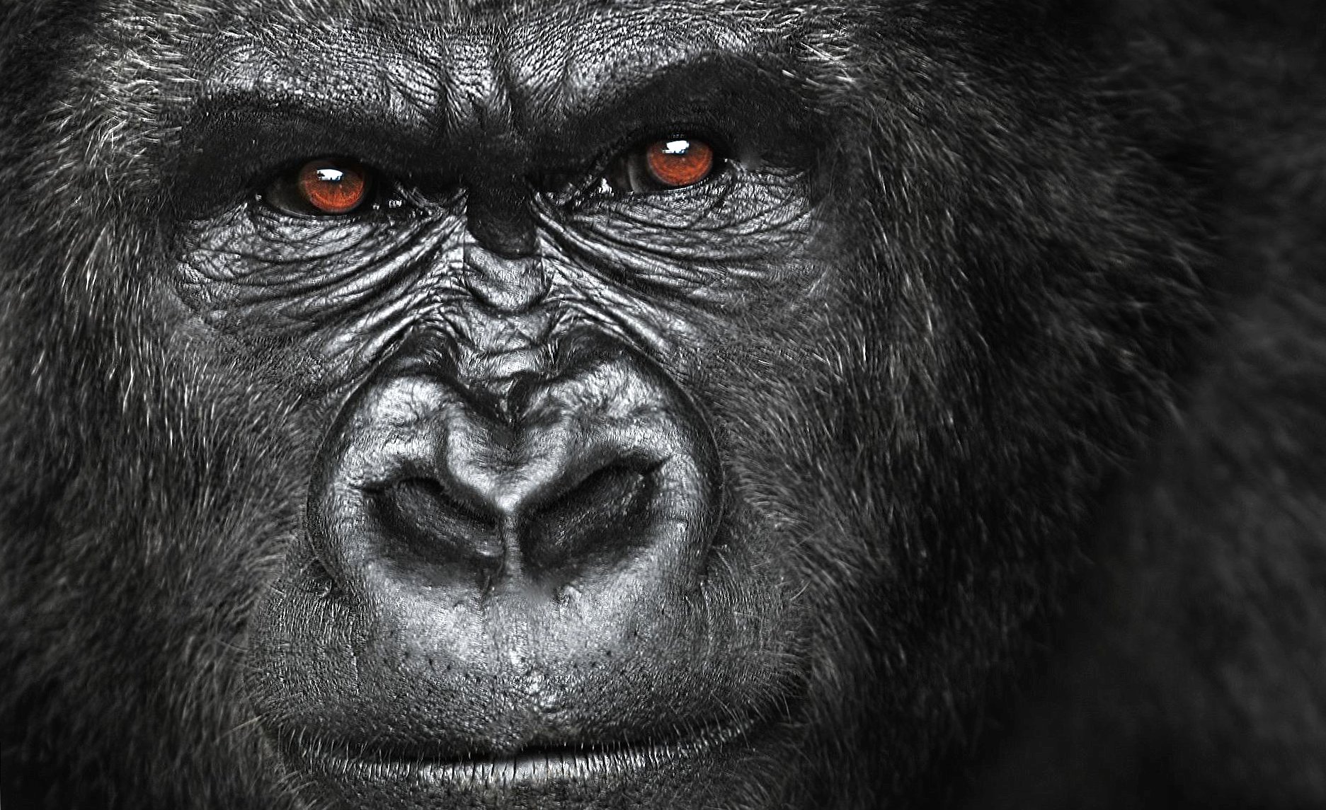 Gorilla with deep look wallpapers HD quality