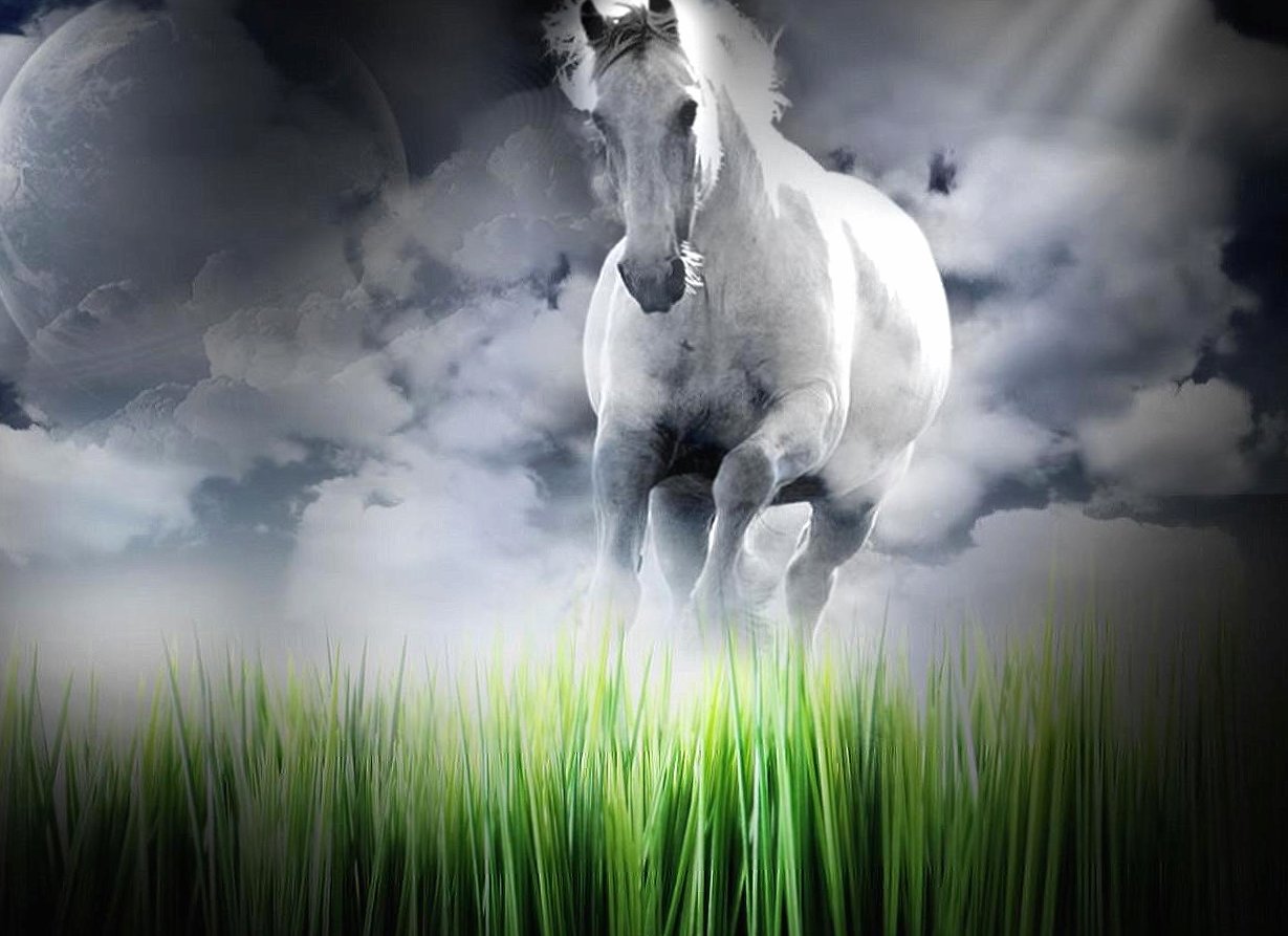 Grass and white horse at 1280 x 960 size wallpapers HD quality