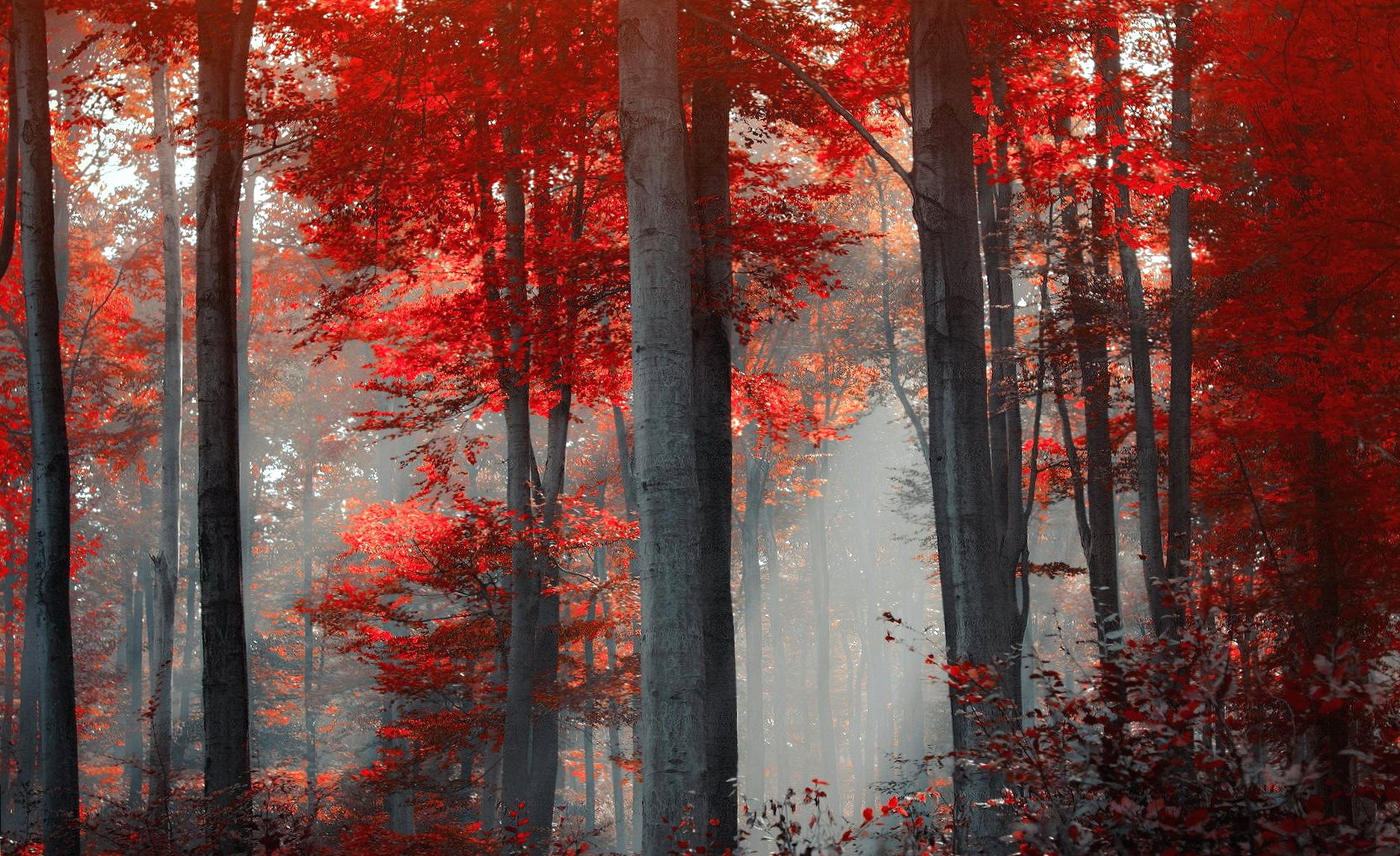 gray and red forest at 640 x 960 iPhone 4 size wallpapers HD quality
