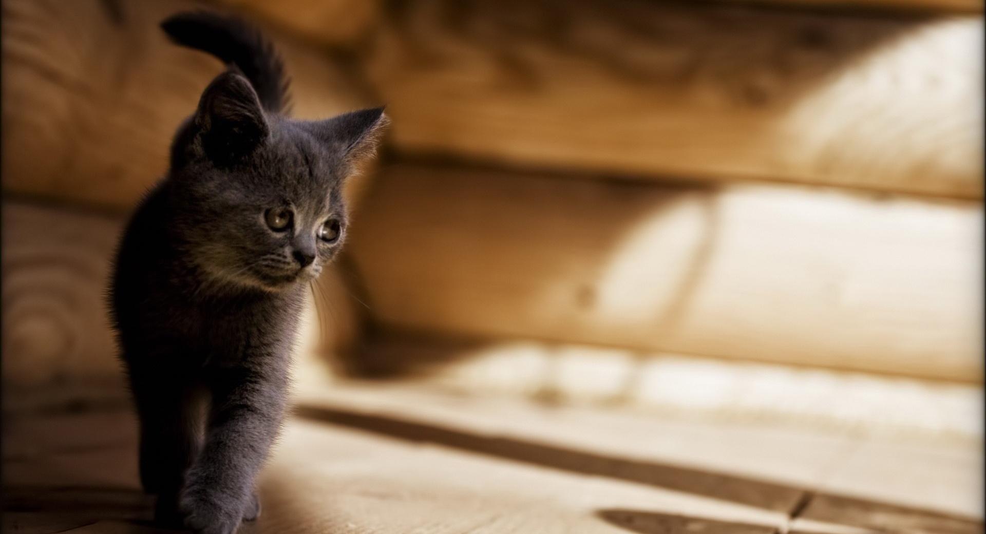 Gray Kitten at 1152 x 864 size wallpapers HD quality