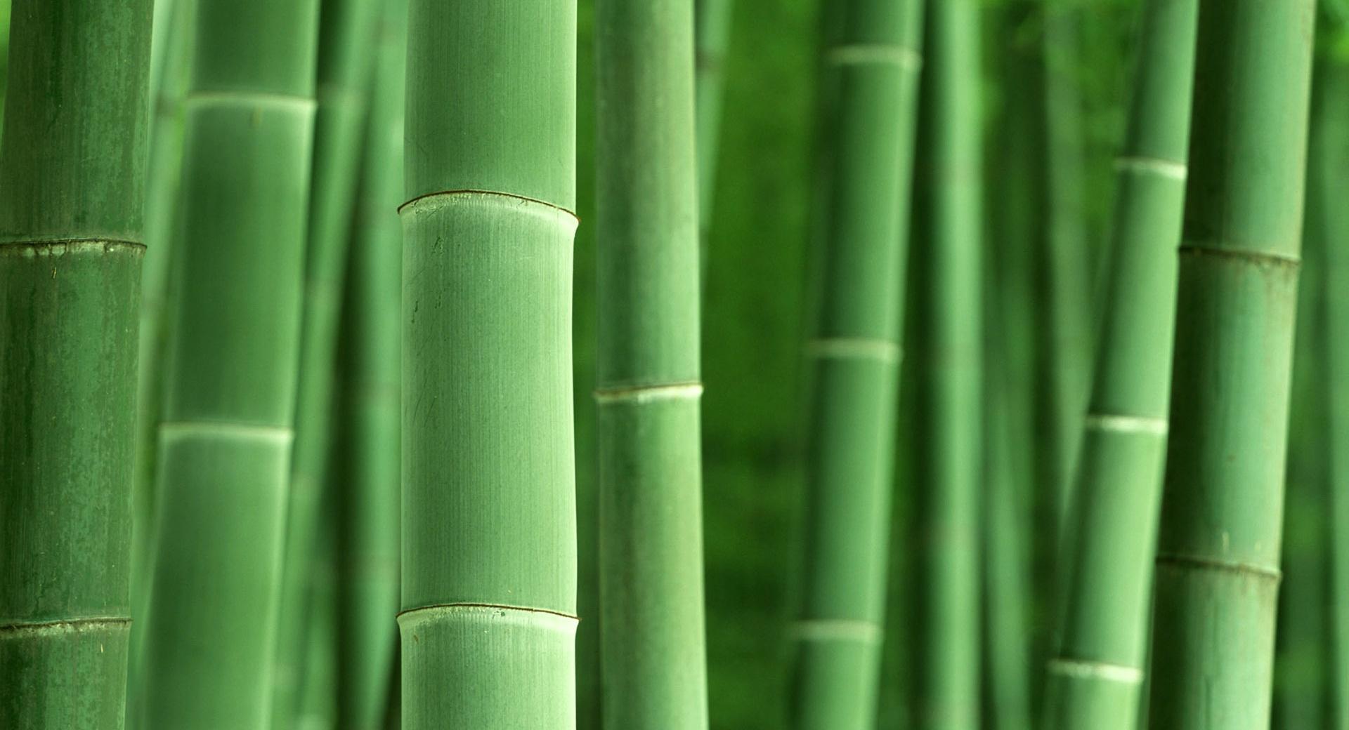 Green Bamboo at 2048 x 2048 iPad size wallpapers HD quality