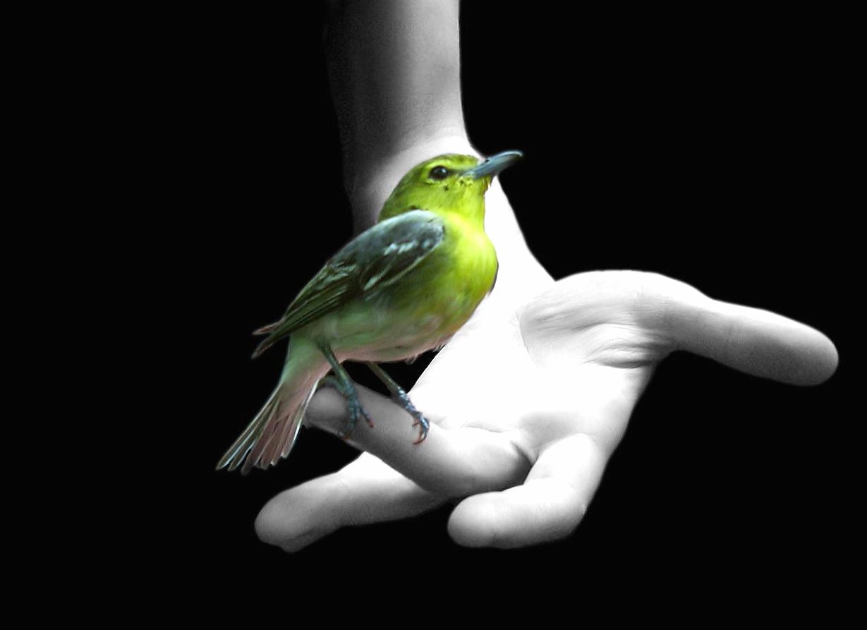 Green bird at 2048 x 2048 iPad size wallpapers HD quality