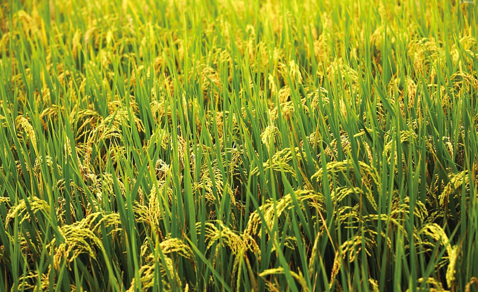 Green rice field at 750 x 1334 iPhone 6 size wallpapers HD quality