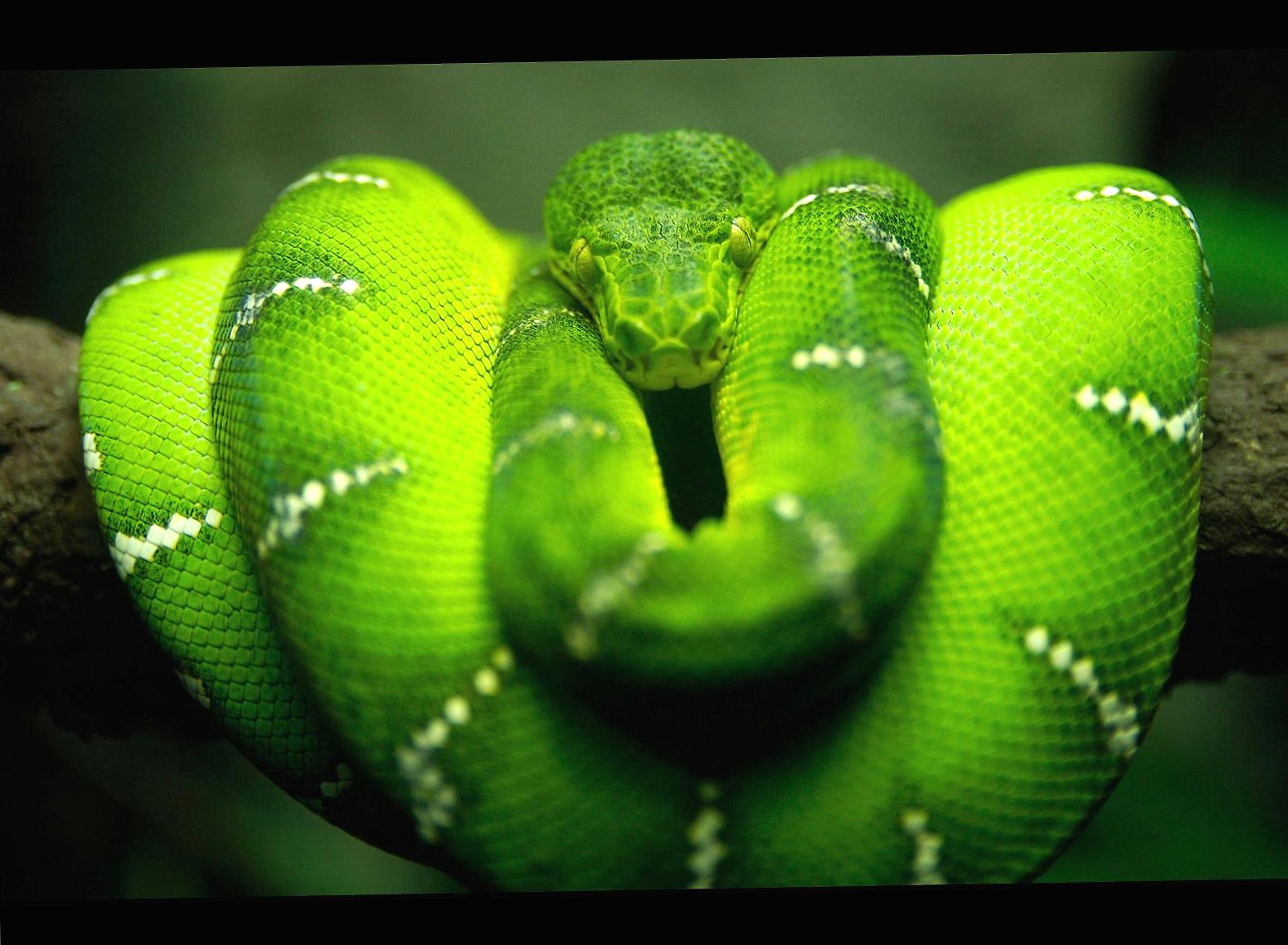 Green Snake at 2048 x 2048 iPad size wallpapers HD quality